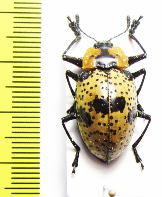 Erotylidae sp.  Mexico - INSECTS-STORE.RU