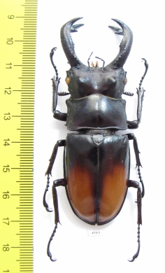 Hexarthrius parryi paradoxus  Indonesia, Sumatra 80mm - INSECTS-STORE.RU