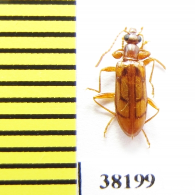 Tenebrionidae sp.  Peru - INSECTS-STORE.RU