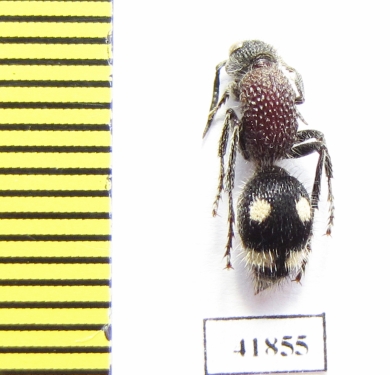 Mutillidae sp.  Zambia - INSECTS-STORE.RU