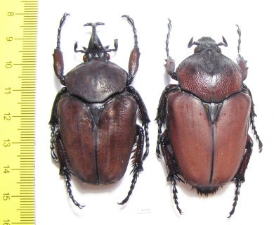 Fornasinius russus, pair  Uganda 60mm - INSECTS-STORE.RU