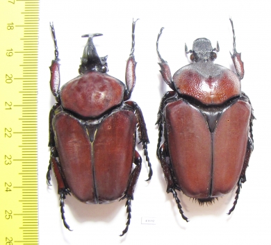 Fornasinius russus, pair  Uganda 62mm - INSECTS-STORE.RU
