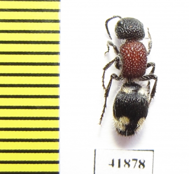 Mutillidae sp.  Zambia - INSECTS-STORE.RU