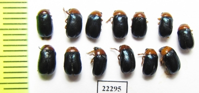 Chrysomelidae sp.  Russia, Tver reg. - INSECTS-STORE.RU