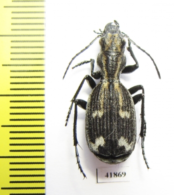 Piezia sp.  Zambia - INSECTS-STORE.RU