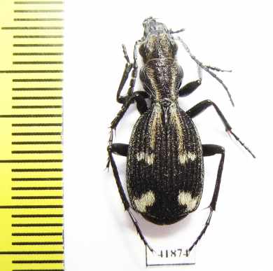 Piezia sp.  Zambia - INSECTS-STORE.RU