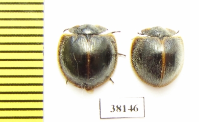 Nilio sp.  Peru - INSECTS-STORE.RU