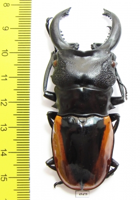 Odontolabis wollastoni  Indonesia, Sumatra  74mm - INSECTS-STORE.RU