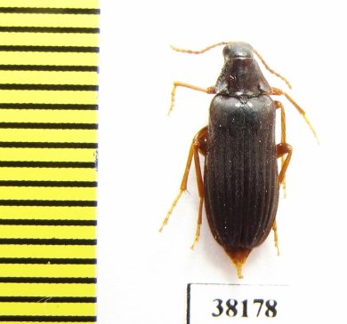 Melandrya modesta  Russia, Far East - INSECTS-STORE.RU