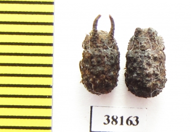 Tenebrionidae sp., pair  Indonesia, Sumatra - INSECTS-STORE.RU