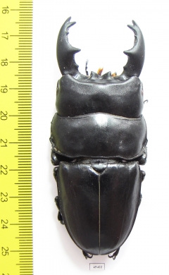 Dorcus alcides  Indonesia, Sumatra  86mm - INSECTS-STORE.RU