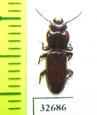 Tenebrionidae sp.  Indonesia, Sumatra - INSECTS-STORE.RU