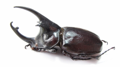 Augosoma centaurus  Cameroon 76mm - INSECTS-STORE.RU