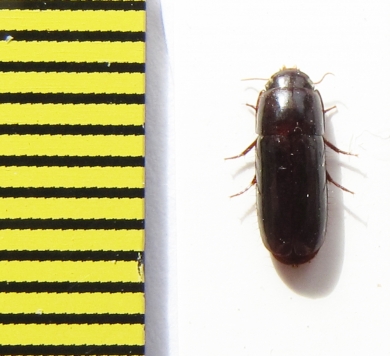 Tenebrionidae sp.  Argentina - INSECTS-STORE.RU