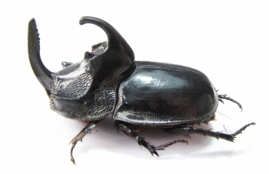 Trichogomphus simson  Indonesia, Sumatra 54mm - INSECTS-STORE.RU