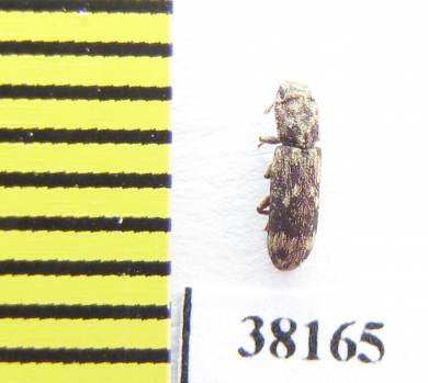 Niphopelta imperialis  Iran, Mazandaran prov. - INSECTS-STORE.RU