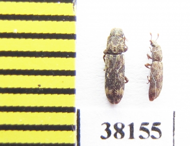 Niphopelta imperialis  Iran, Mazandaran prov. - INSECTS-STORE.RU