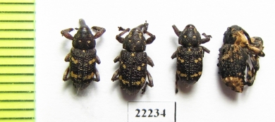 Curculionidae sp.  Russia, Tver reg. - INSECTS-STORE.RU