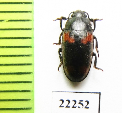 Erotylidae sp.  South Africa Rep. - INSECTS-STORE.RU