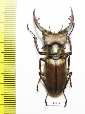 Lucanus tsukamotoi  Laos 44mm - INSECTS-STORE.RU