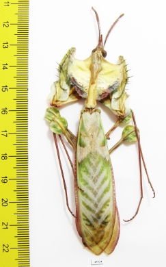 Idolomantis diabolica, male  Tanzania 98mm - INSECTS-STORE.RU