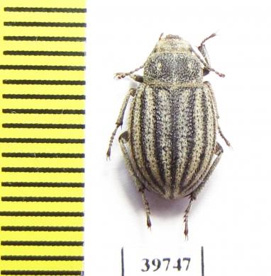 Pterolasia squalida  Morocco - INSECTS-STORE.RU