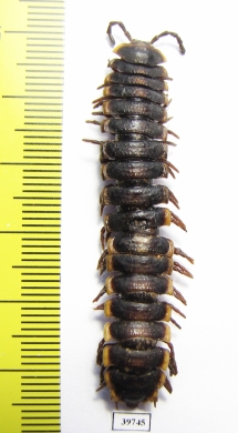 Myriapoda sp.  Zambia - INSECTS-STORE.RU