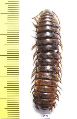 Myriapoda sp.  Zambia - INSECTS-STORE.RU