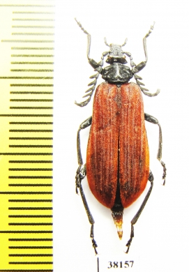 Pyrochroidae sp.  China, Shaanxi prov. - INSECTS-STORE.RU