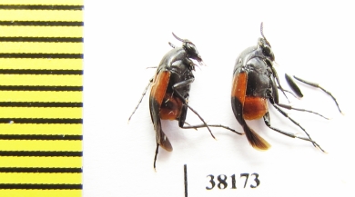 Ripiphoridae, Macrosiagon cruenta  USA - INSECTS-STORE.RU