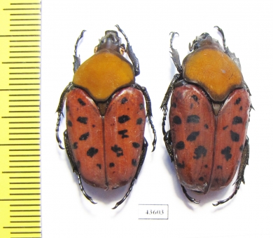 Conradtia principalis, pair  Tanzania - INSECTS-STORE.RU