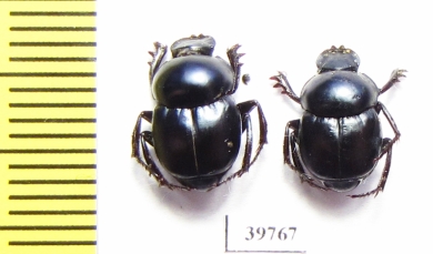 Canthon sp.  Mexico - INSECTS-STORE.RU