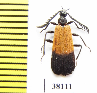 Pyrochroidae sp.  Indonesia, Kalimantan - INSECTS-STORE.RU