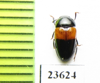 Erotylidae sp.  Madagascar - INSECTS-STORE.RU