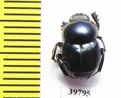 Canthon sp.  Mexico - INSECTS-STORE.RU