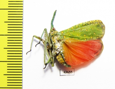 Saiva cardinalis  Thailand - INSECTS-STORE.RU