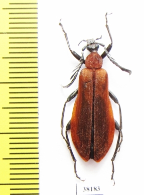 Pyrochroidae sp.  China, Yunnan prov. - INSECTS-STORE.RU