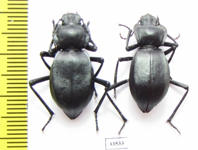 Cyphogenia aurita  Kazakhstan - INSECTS-STORE.RU