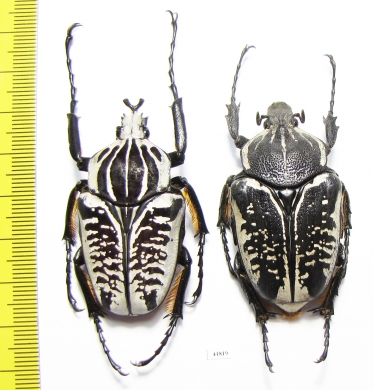 Goliathus albosignathus albosignathus, pair  Zambia  49mm - INSECTS-STORE.RU