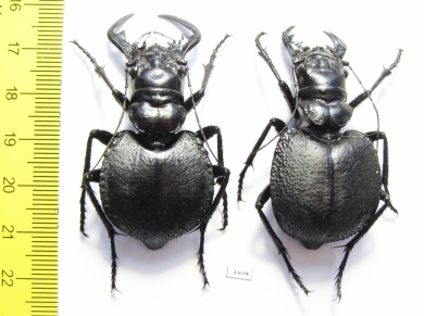 Manticora holubi, pair  Zambia  53mm - INSECTS-STORE.RU