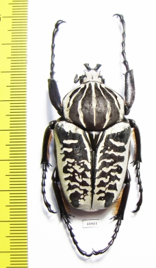 Goliathus albosignathus albosignathus  Zambia  51mm - INSECTS-STORE.RU