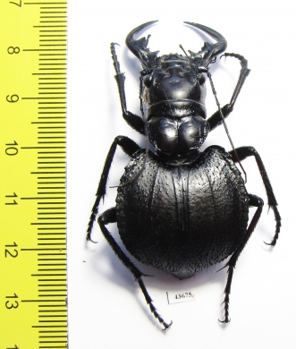 Manticora holubi  Zambia  51mm - INSECTS-STORE.RU