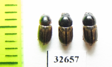 Aphodius lineolatus  Spain - INSECTS-STORE.RU