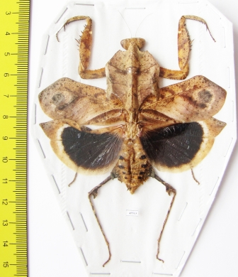 Deroplatys desiccata, female  Malaysia - INSECTS-STORE.RU