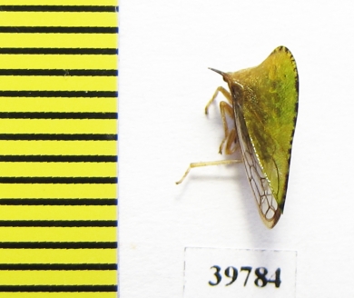 Membracidae sp.  Mexico - INSECTS-STORE.RU