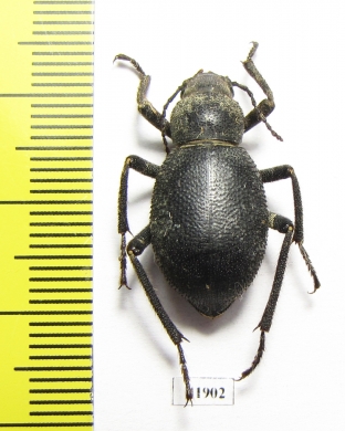 Trachyderma setosa  Armenia - INSECTS-STORE.RU