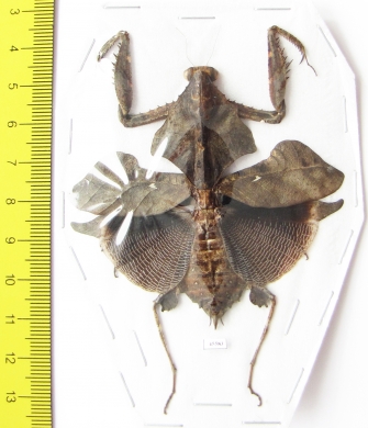 Deroplatys lobata, female  Malaysia - INSECTS-STORE.RU