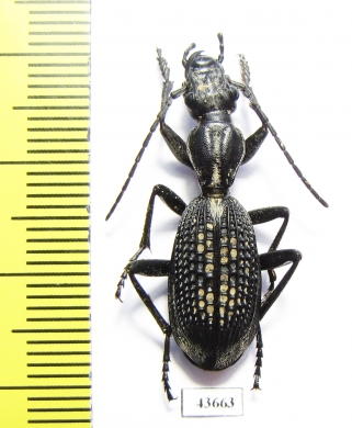 Cypholoba sp.  Zambia - INSECTS-STORE.RU