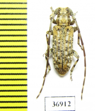 Cerambycidae sp.  South Africa Rep. - INSECTS-STORE.RU