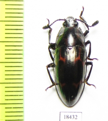 Erotylidae sp.  Malaysia, Borneo - INSECTS-STORE.RU